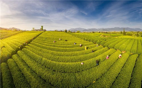 茶香滿松陽(yáng) 融合創(chuàng)新賦能農(nóng)副產(chǎn)品銷售新篇章