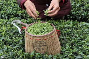 小產(chǎn)區(qū)茶 優(yōu)勢(shì)、挑戰(zhàn)與科學(xué)發(fā)展路徑