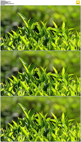 紅動中國 茶葉種植園的視覺美學(xué)與設(shè)計素材全覽