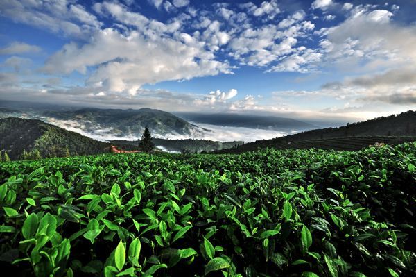 古樹茶 vs 臺地茶 一杯茶背后的生態、風味與市場選擇