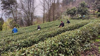 武當太子坡 茶香漫山野，農場帶富一方人