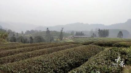 內江威遠萬畝茶園吐新芽 茶農采茶迎豐收，農副產品銷售新篇章