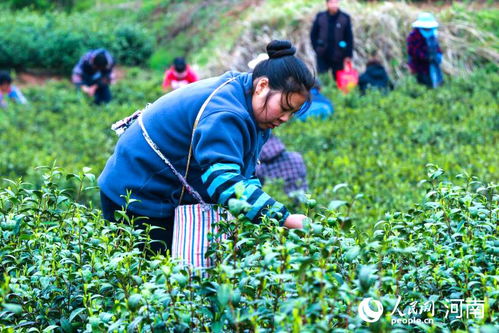 河南光山 綠葉子變“金葉子”，茶葉種植鋪就致富路