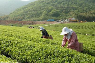 草根“茶人”羅平琴 茶山種出致富夢，年入40萬的創業心路